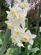 Twenty Daffodil or Narcissus 'Pearl White' (Bulbs) Free Postage UK
