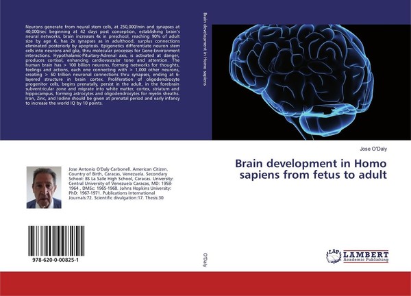 Brain Development In Homo Sapiens From Fetus To Adult Jose O'daly-image