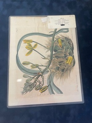 William Curtis Botanical Lithograph Hand-Colored 1812 Archival Mounted