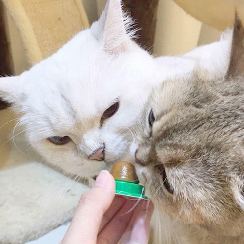 10/20/30x Cat Snacks Catnip Sugar Candy / Lick Nutrition Energy Ball Desund✨ - Picture 6 of 15