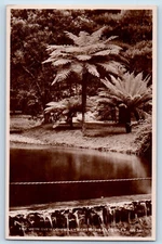 Healesville Australia Postcard The Weir Over Donnelly's Creek 1935 RPPC Photo