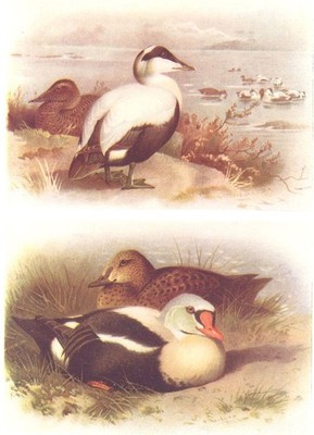 BRITISCHE VÖGEL. Eider; König-Eider. THORBURN 1925 altes antikes Druckbild