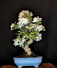 BONSAI APFELBAUM MALUS HALLIANA BLÜTE FRÜCHTE OUTDOOR