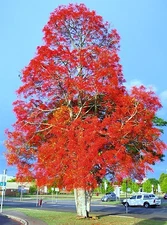 Brachychiton acerifolius, exotic Illawarra Flame Tree flowering seed 30 seeds