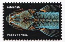 STAMP US SCOTT 5802m "Life Magnified-Zebrafish" FOREVER 2023 MNH