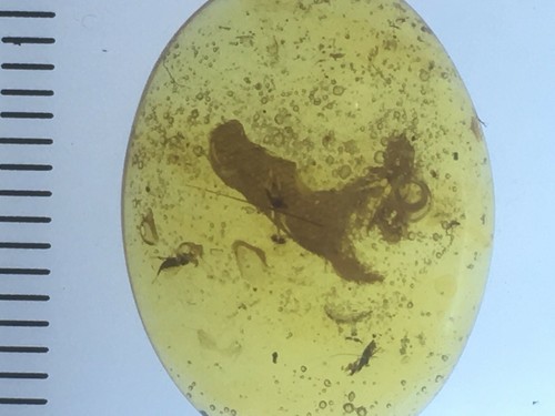11 mm Dinosaurier Fleischstück - seltenes Eidechsenfossil, echter burmitischer Bernstein, 98myo - Bild 6 von 7