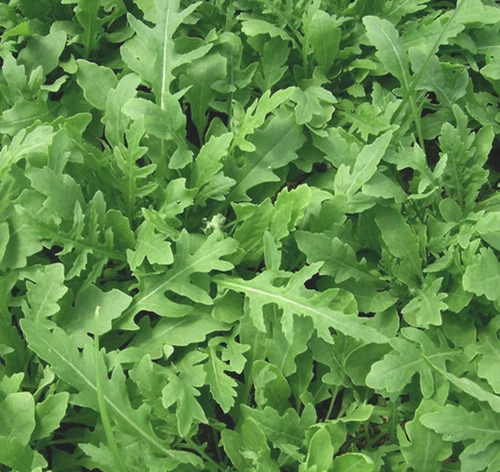 Rocket Seeds 100 GMO Free Organic Heirloom Arugula Salad Easy Grow