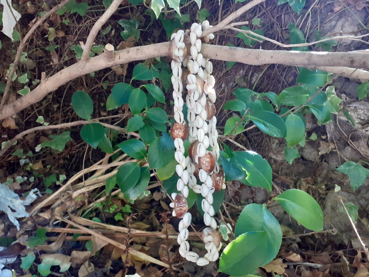 Collier Authentique En Coquillages Du Pacifique - Tahiti, Tuamotu, Océanie