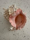 Pink Mouth Murex Phyllonotus Erythrostomy Sea Shell Set of two (2) — photo 8