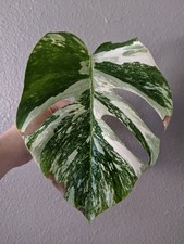 Monstera Albo Deliciosa lightly Rooted Cutting Tri-Color Variegation FREE Ship.