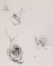 Trois dessins études fleurs botanique rose chardon iris XIXème siècle papier