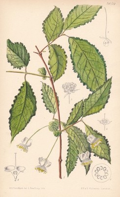 Campomanesia Thea Brasil Blume Botanik flower botany lithograph Curtis 9054