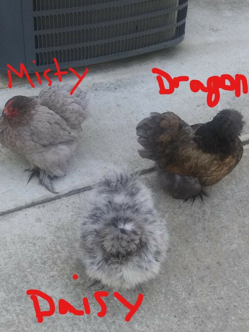 10 fertilized Silkie & Satin (Smooth/Frizzle) small chicken eggs