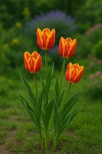 10 World's Fire Tulip Bulbs