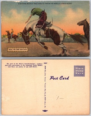 Bucking Bronco Rider Texas Rodeo Postcard
