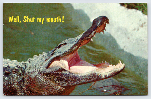 Humor Alligator w/ Big Teeth 'Well, Shut My Mouth' Hollywood FL Postcard - Picture 2 of 4