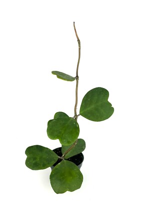 Sweet Heart Houseplant Hoya Kerrii Vine in 4'' Pot