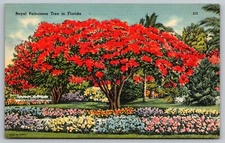 Postcard: Royal Poinciana Tree in Florida, Linen, Unposted