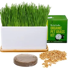 Organic Cat Grass Growing Kit With Organic Seed Mix Soil And Ceramic Planter Wit