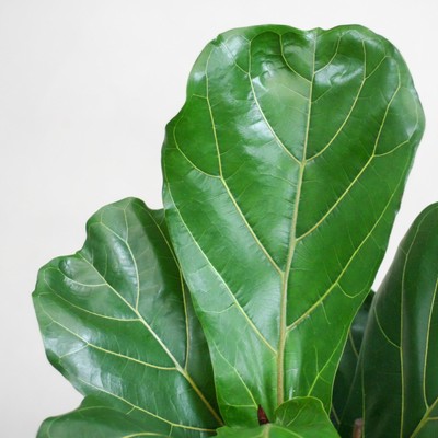 Ficus Lyrata mit Korb Sofia aus Naturmaterial - 80cm Höhe und 21cm Durchmesser z