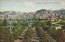 Orange Orchard Near the Foothills California Postcard