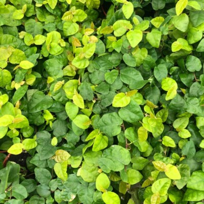 6x cuttings ficus pumila creeping fig live vivarium terrarium plant frog reptile