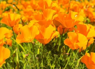 BACK TO NATURE SEED COMPANY California Orange Poppy Flowers - Seeds - Organic - Non Gmo - Heirloom Seeds
