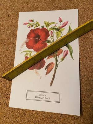 Postkarte ungelaufen Botanicals selt botanis Archiven New York Botanical Garden