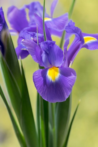 10 Dutch Iris SAPPHIRE BEAUTY Spring Flowering Bulbs Blue Garden Hardy Perennial - Picture 7 of 12