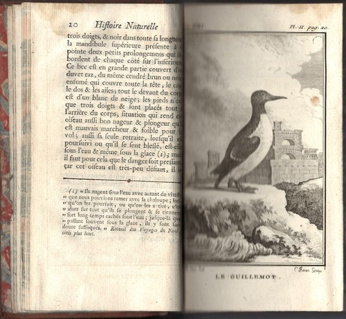 HISTOIRE NATURELLE des OISEAUX de BUFFON en 18 Tomes 262 gravures 1770/1785 RARE - Picture 14 of 24