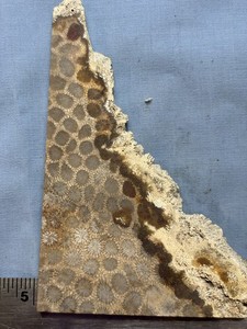 Petrified Indonesian Coral