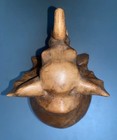 Hand Carved Sitting Elephant Suar Wood Finish G6 Collection App 6” Tall — photo 2