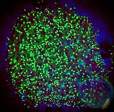 SAF~Neon Green Galaxia  Coral Frag WYSIWYG”, SPS, Live Coral Colony, Acro, Monti