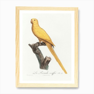 Lutino Parakeet From Natural Histor Framed Wall Art Poster Canvas Print Picture