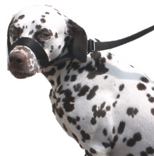 Black Dog Lead Stop dogs pulling, slip lead, collar, halter figure of 8 Training