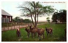 Pennsylvania   Milton ,  Deer at Billmeyer's  Park