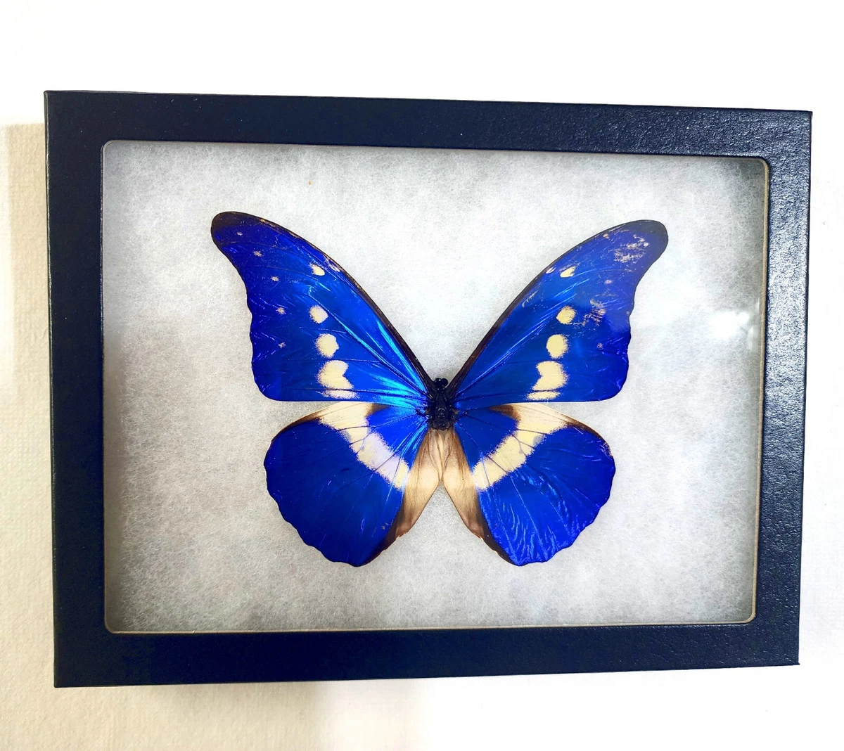 Morpho Rhetenor for sale | eBay