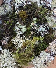 Live Moss  Lichen Assortment Fairy Gardens, Terrariums, Vivarium PNW