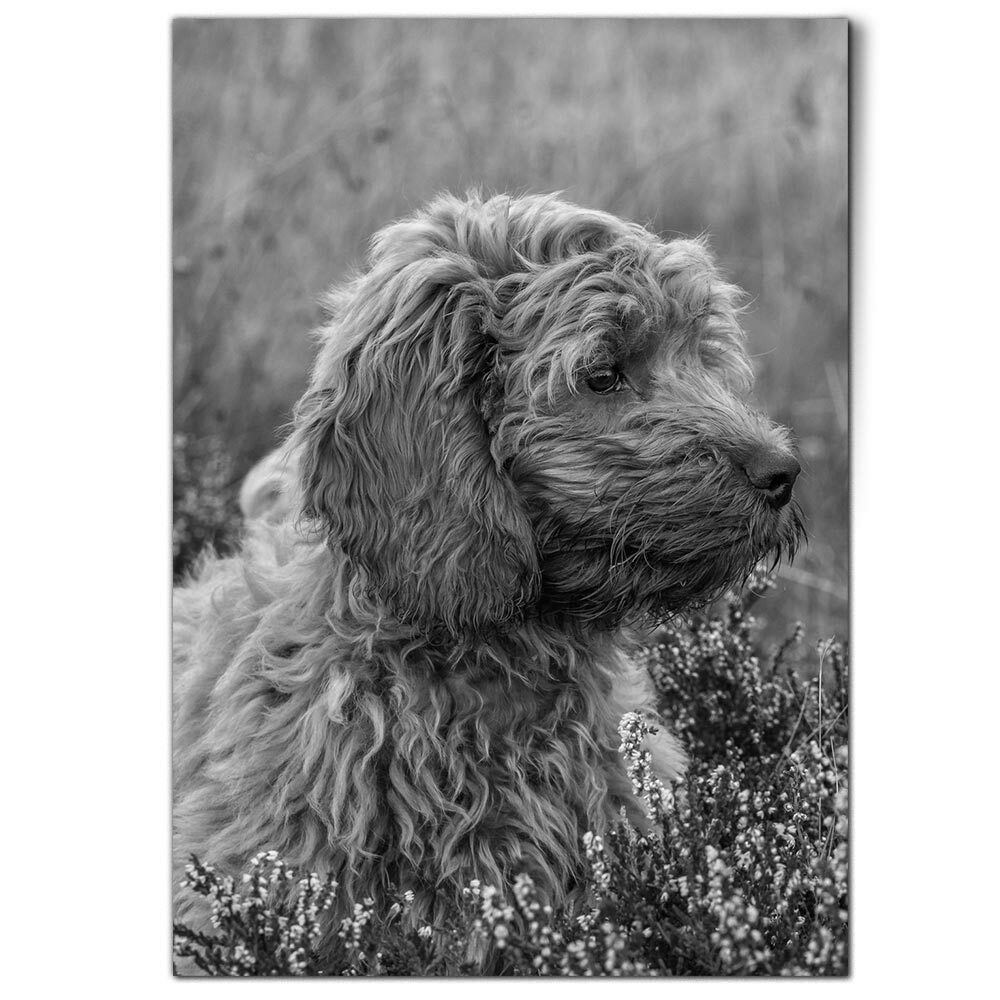 cockapoo prints and posters