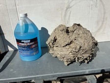 Bald Face Hornets Paper Wasp Nest  bee hive 1...