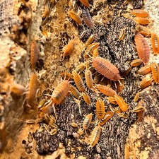 50 Powder Orange Isopods  Free Shipping Live Arrival and will include extra 