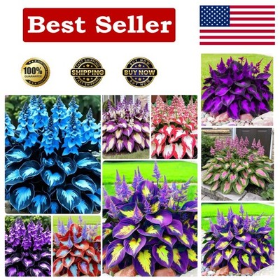 Hosta Shade Garden Seeds 210pcs  Decorative Foliage Plants   Ideal for Gifts