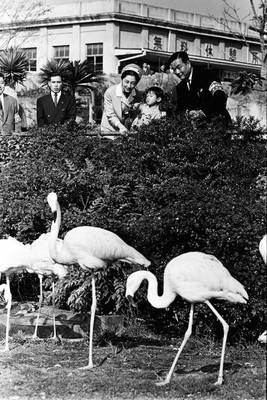 Prince Naruhito Crown Princess Michiko watch flamingos Ueno Zoo No- Old Photo