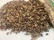 Japanese Black Pine Tree Seeds (PINUS THUNBERGII) (Thunberg Pine)