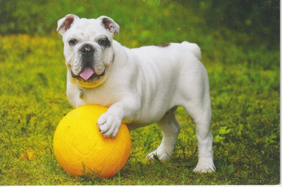 Postkarte Nahaufnahme Studie einer britischen Bulldogge meine Ref QQ