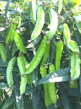 THE BEST 20 Seeds Thai Winged Bean Princess  Vegetable