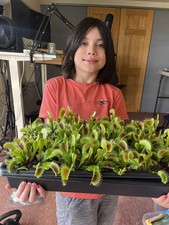Gigantic Venus Flytrap (Dionaea Muscipula)- the largest on eBay!
