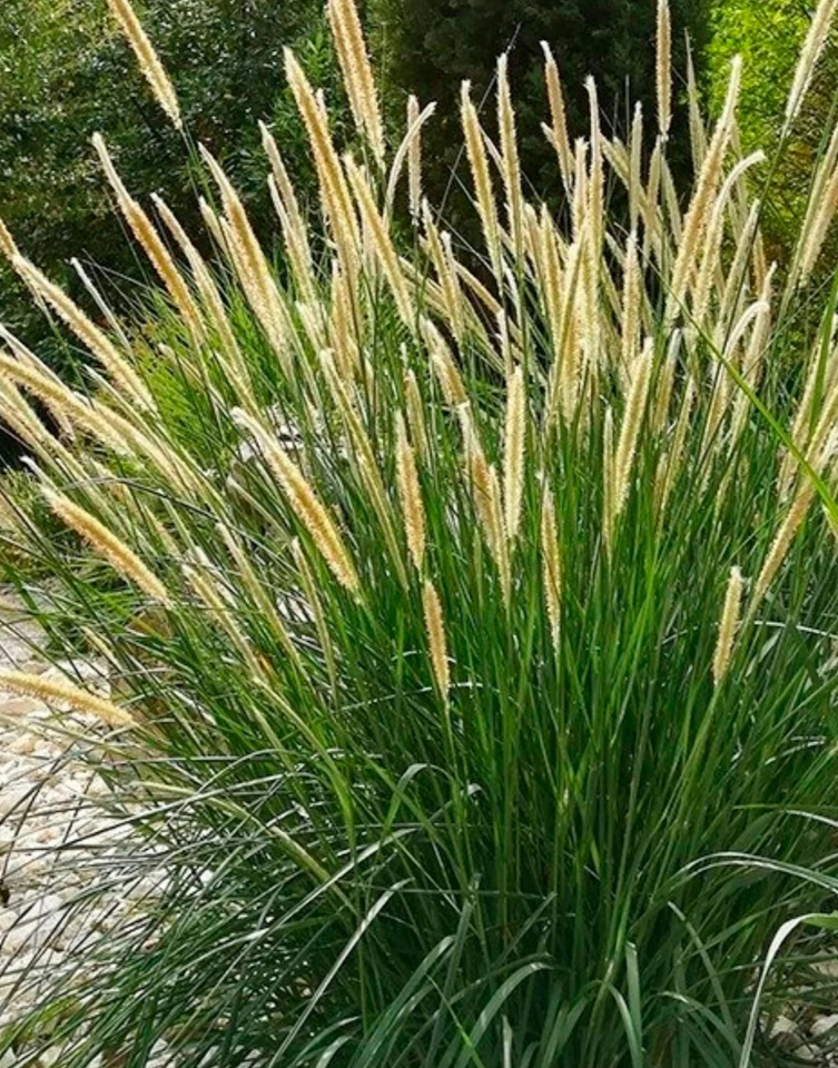 african-feather-grass-pennisetum-macrourum-10-seeds-ebay-uk