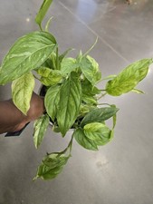 Monstera Mint house plant