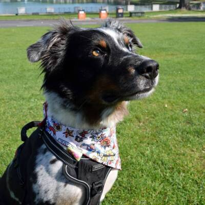 LILLIDOG Crazy Tattoo Hundehalstuch Bandana hochwertige Qualität Made in Cologne